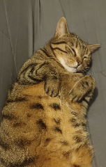 Photo de Maloya