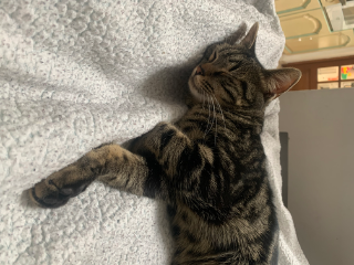 kiki
