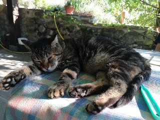 Photo de Pompon