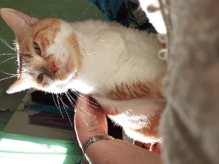 Photo de Kitty