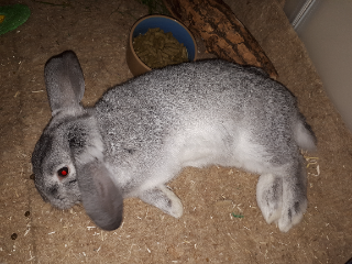 Photo de Foxy