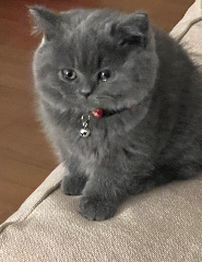 PACO