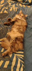 Maya