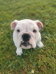 Watson