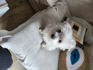 Flocon