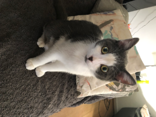Photo de Patapouf