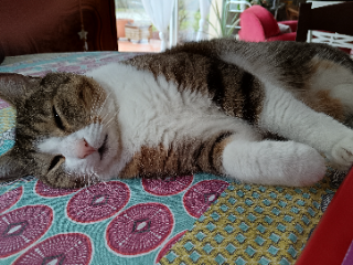Photo de Momo