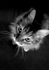 Photo de Sissi