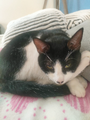 oreo