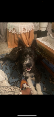 Benji