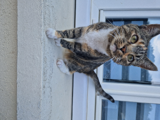 Milla