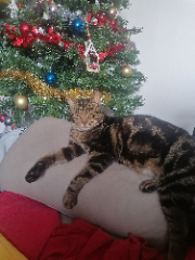 LEO