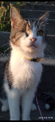 Tigrou