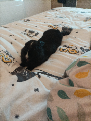 Pixelle