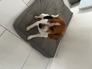 Photo de Oliver