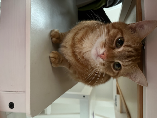 Photo de Simba