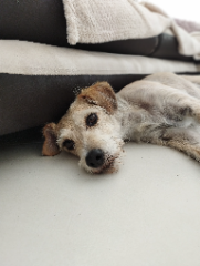 Photo de TOBY