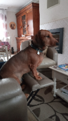 Photo de Paddy