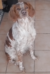 Roméo