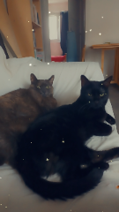 Réglisse et Grimm