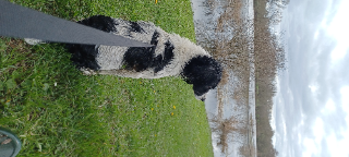 Jipsie