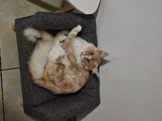 Raven