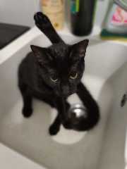 Photo de LOKI