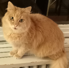 Photo de LOLA