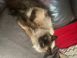 Figaro