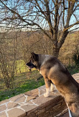 Photo de Leo