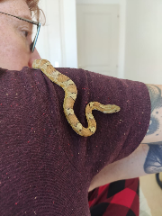 Peanut