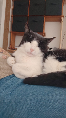 Olaf