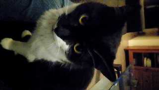 Photo de Luna