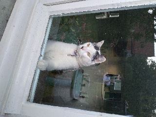 Photo de domino