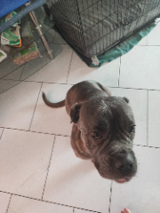 Pheera