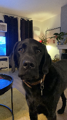 Photo de Pepsi