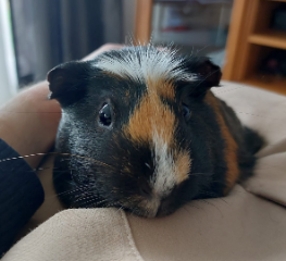 Lily