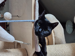 Photo de Shadow