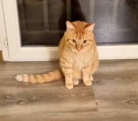 Weasley