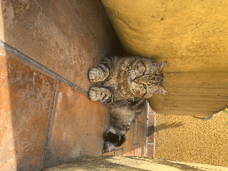 Photo de PIPPO