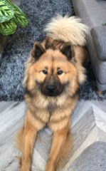 Lanko