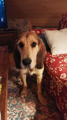Elmer