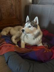 Photo de Thor