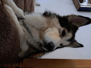 Okami