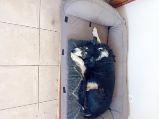Mirabelle