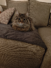 Photo de Milo
