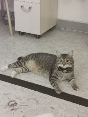 Photo de Cookie