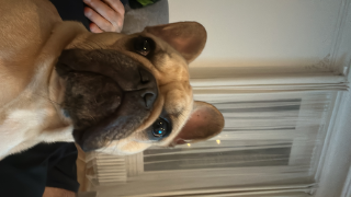 Peanut