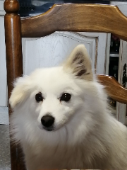 Photo de IRIS