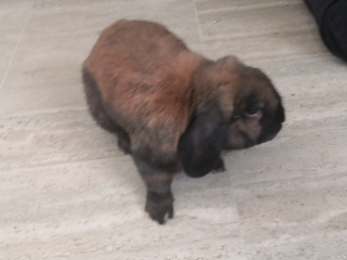 Photo de Bambu
